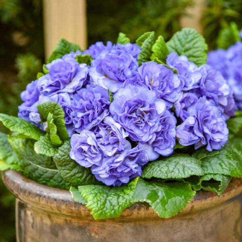 primrose potted plant Bouquet Perfect™ ‘Watercolour Blue’ Primrose (Primula)