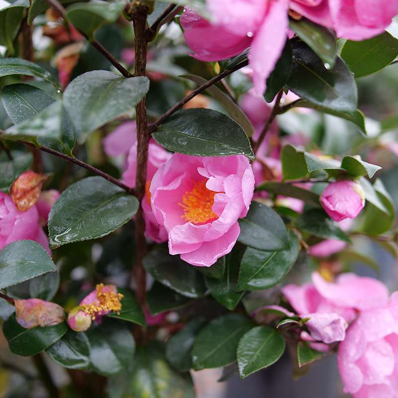 camellia　４点セット Just Chill™ Double Mauve Camellia | Plant Addicts
