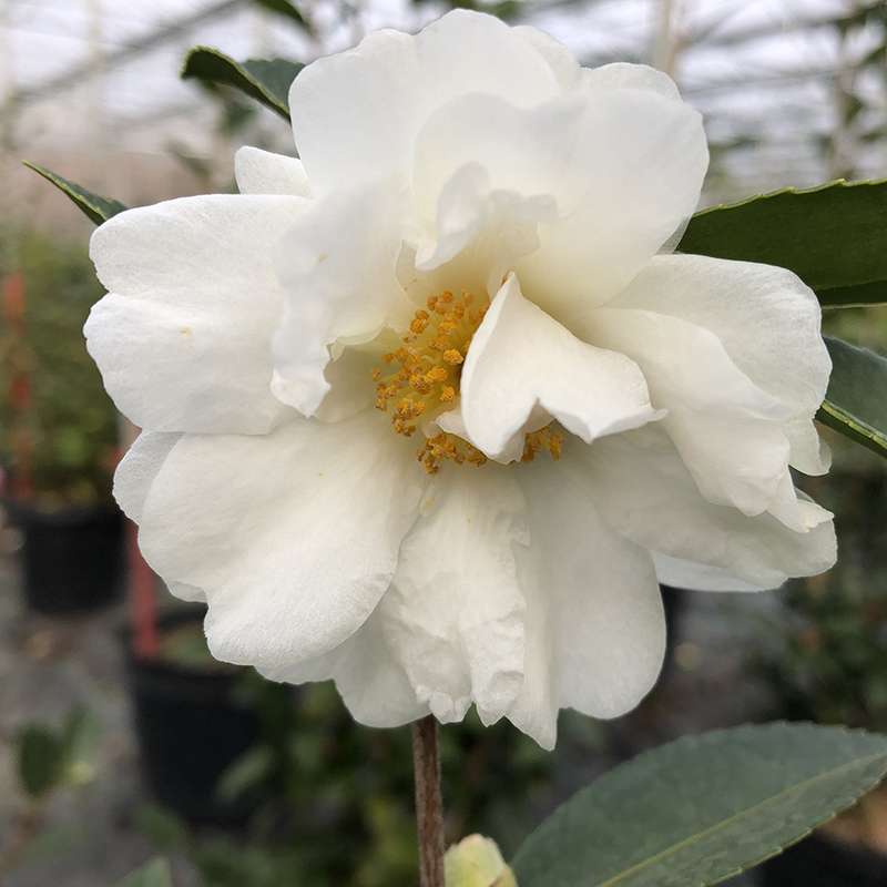 camellia　 SOUTHERN LIVING 5 Gal. Early Wonder Camellia Live Shrub with
