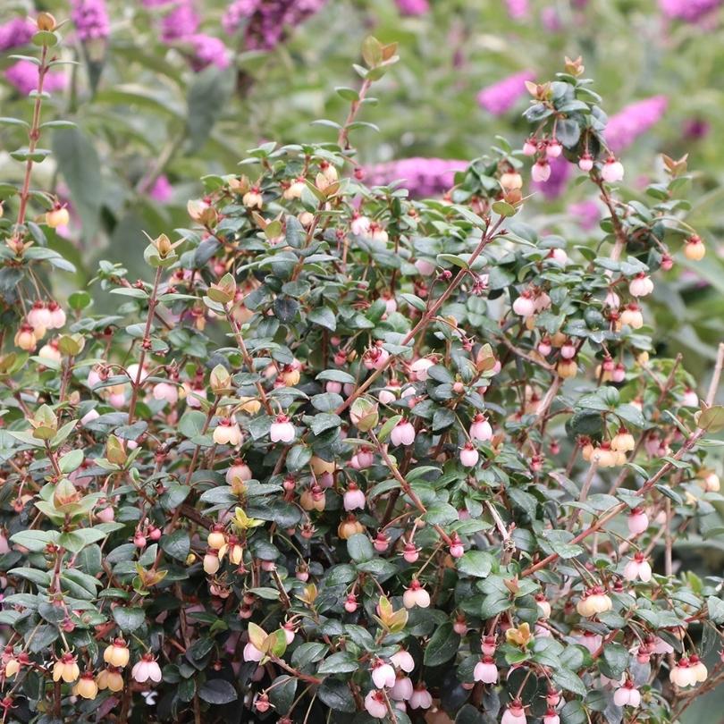 Candybox - Chilean Guava