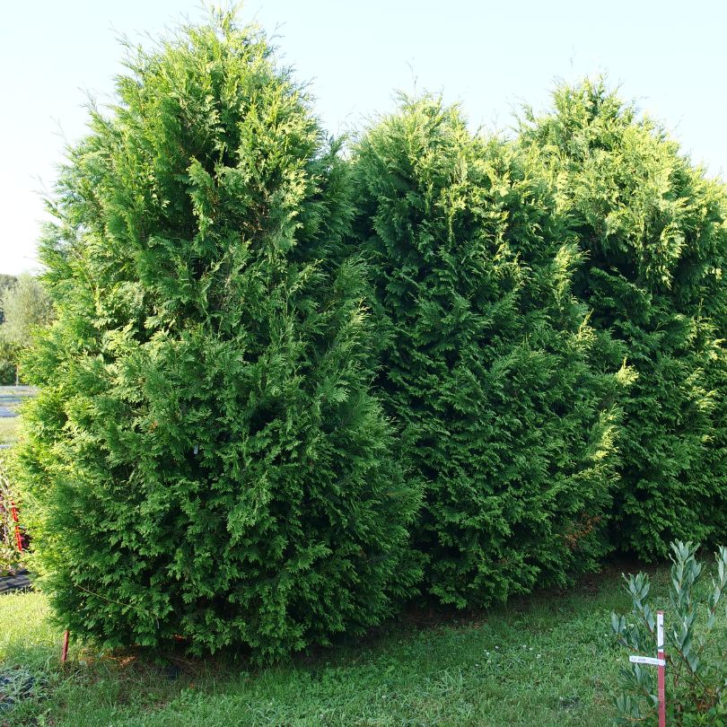 wunderstrauch zimmerpflanze Wunderstrauch Codiaeum online kaufen