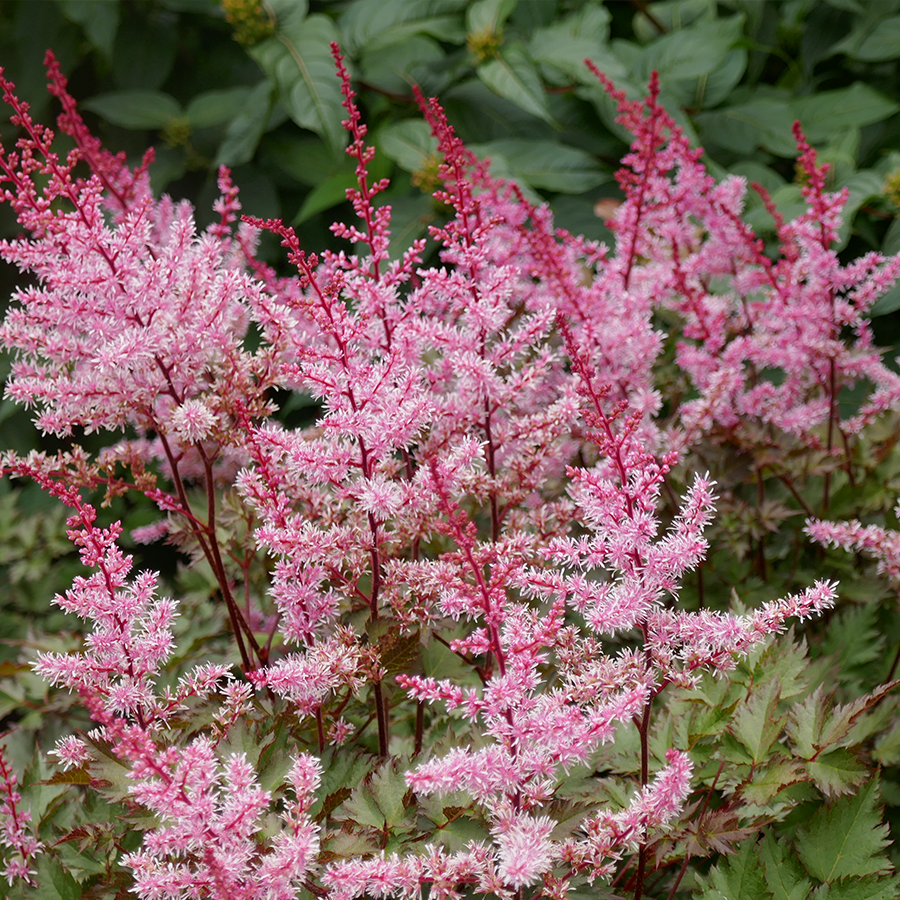 Color Flash® Astilbe For Sale Perennials Great Garden Plants