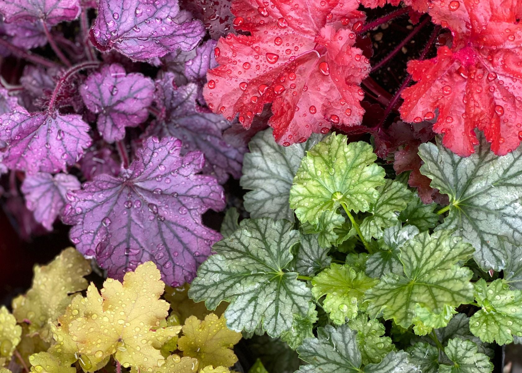 Colorful heuchera foliage with water droplets on leaves