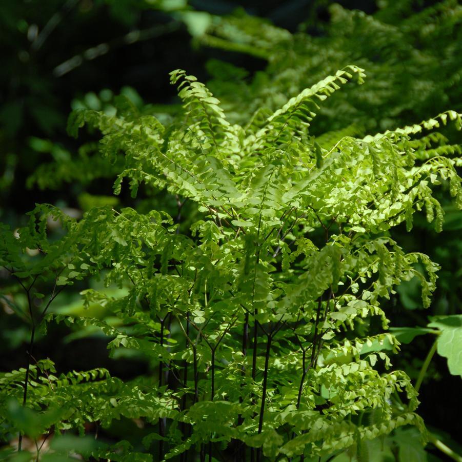 maidenhair fern plant Northern Maidenhair Fern (Adiantum)