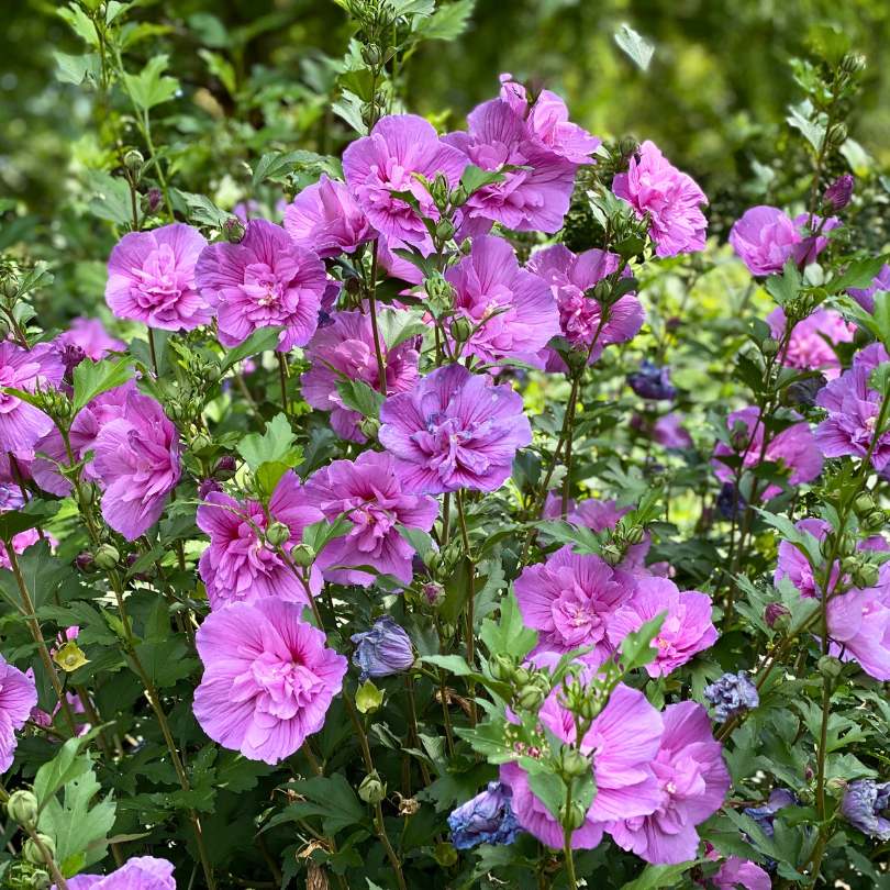 hibiscus lavender chiffon tree Dark Lavender Chiffon Rose of Sharon (Hibiscus)