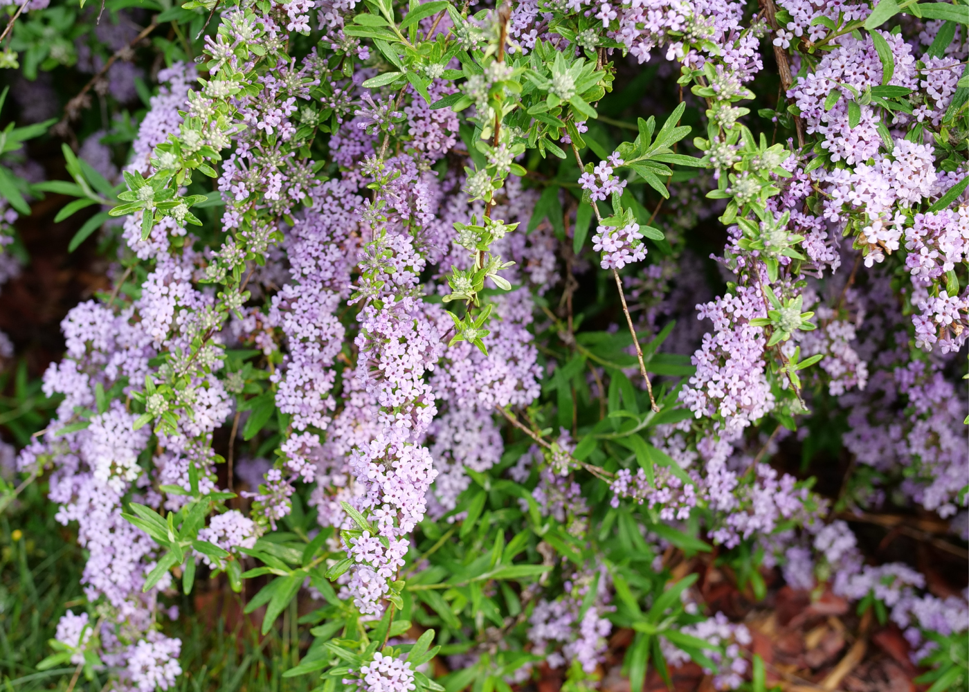 Close up image of beautiful lilac flowers from Mop Top Butterfly Bush
