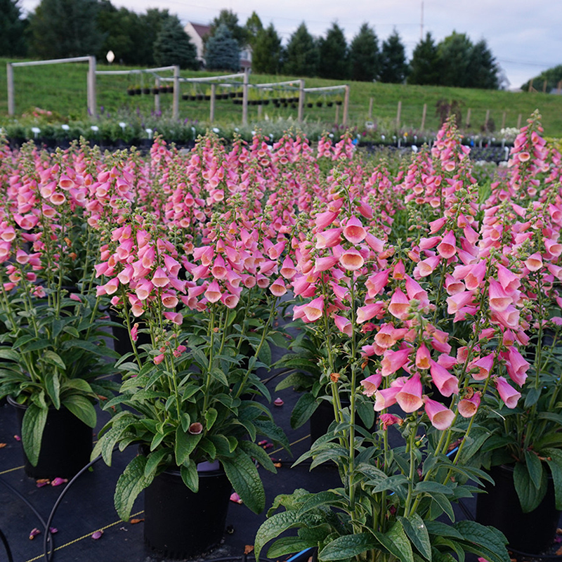 arctic fox rose foxglove seeds Arctic Fox™ Rose Foxglove (Digitalis)