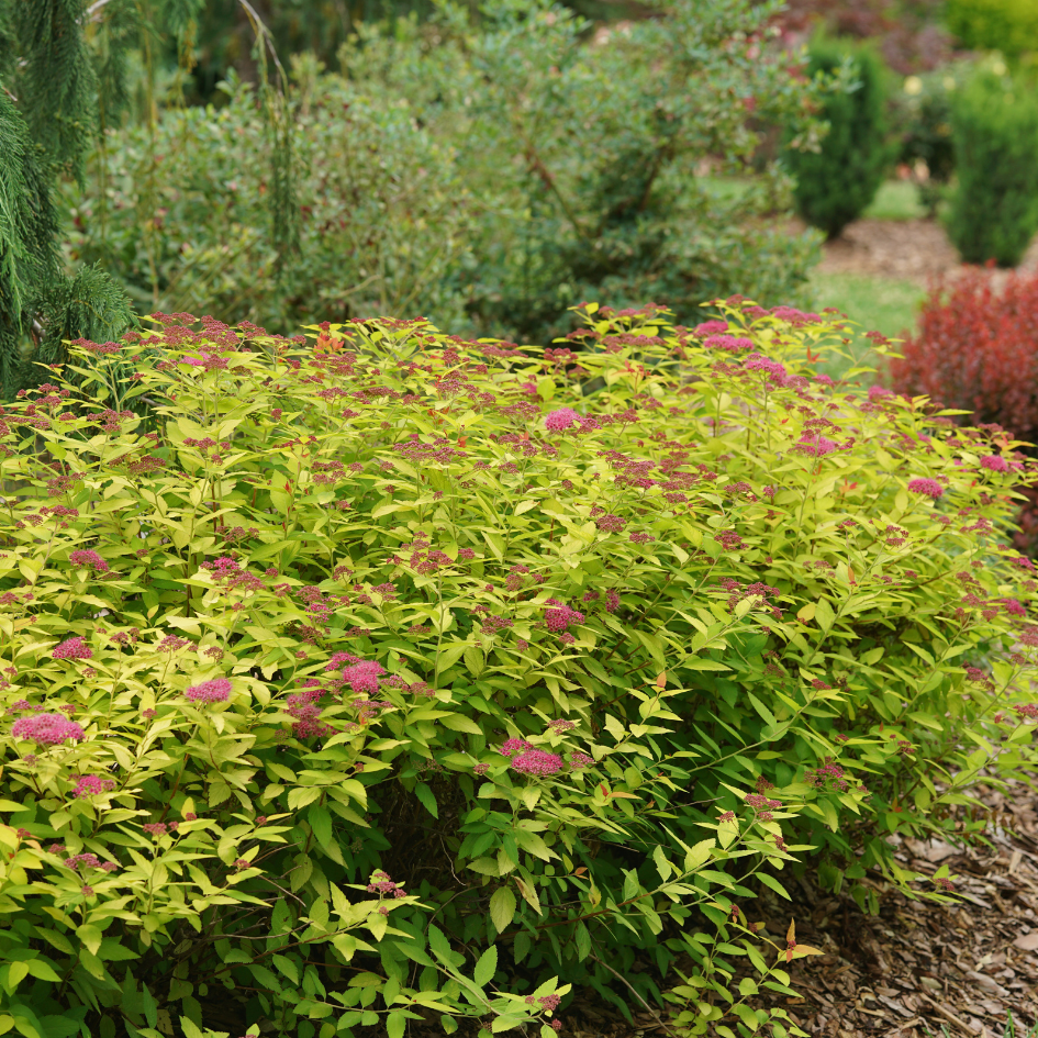 fertilizer for spirea plant Double Play Candy Corn Spirea (Spiraea japonica)