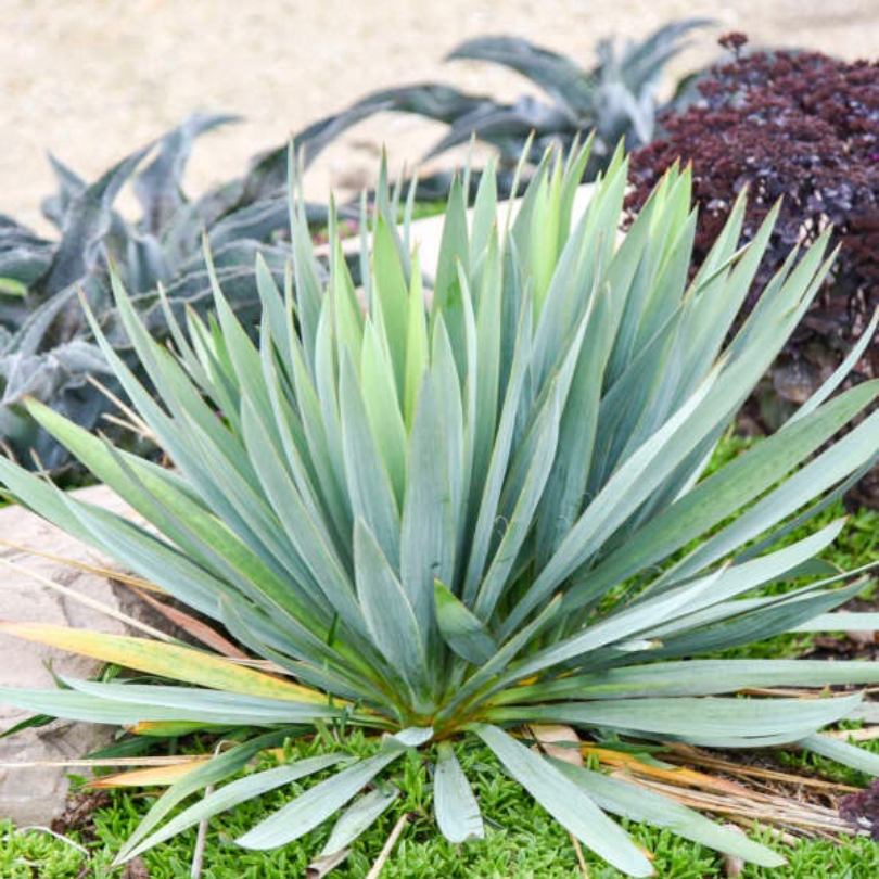 can a yucca plant be split Dragon Slayer' Yucca Plants For Sale