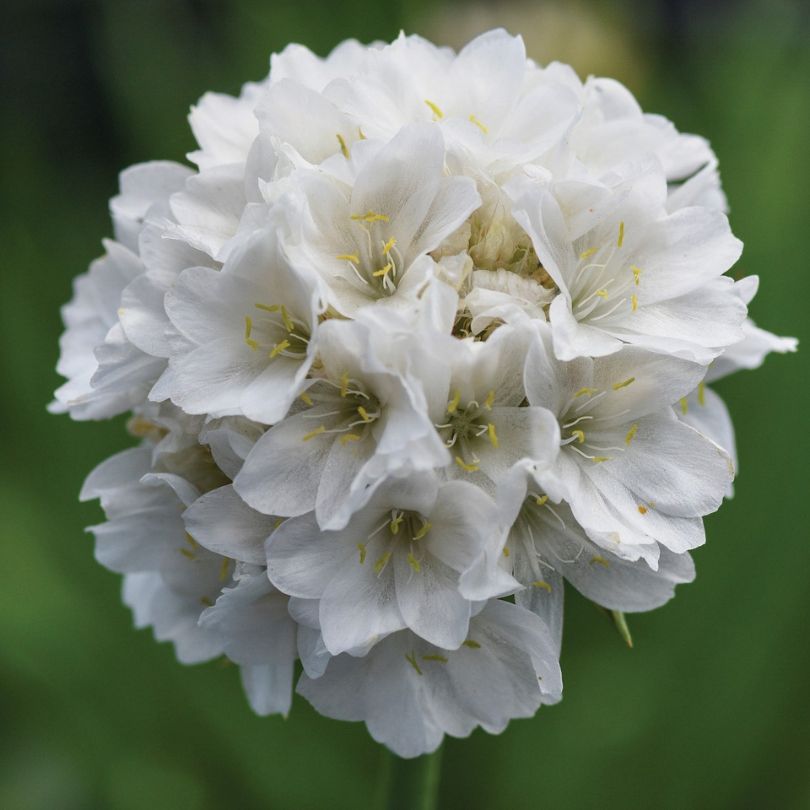 Dreameria 'Dream Clouds' Sea Thrift