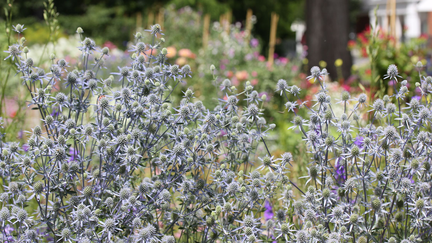 purple and blue drought tolerant plants
