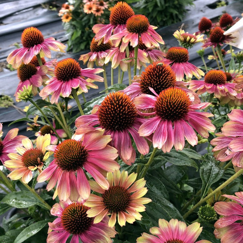 Kismet® 'Pink Lemonade' Coneflower For Sale Perennials Great Garden