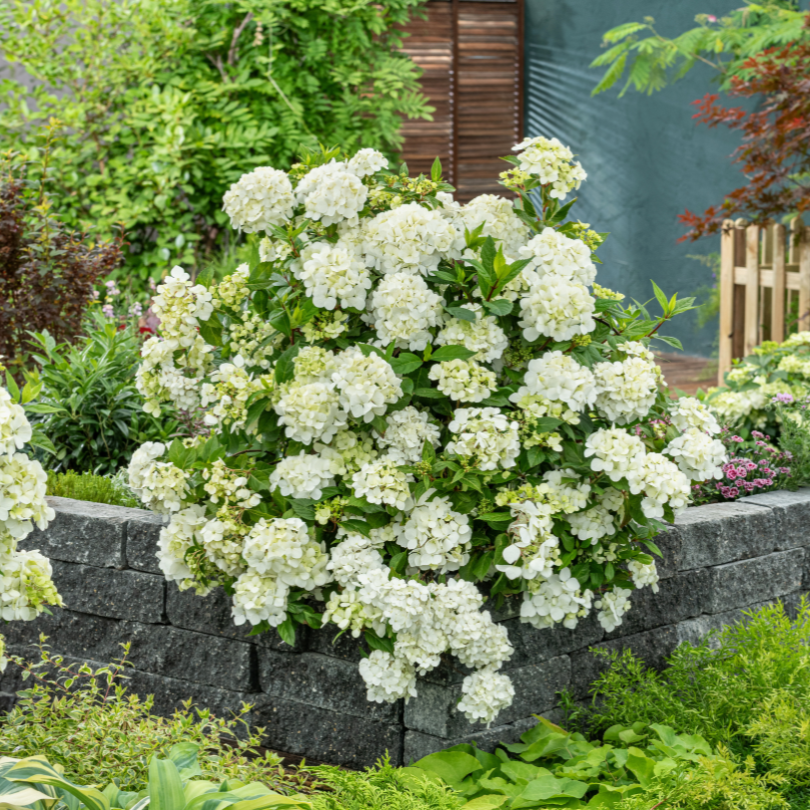 hanging hydrangea plant Fairytrail™ White Cascade Hydrangea