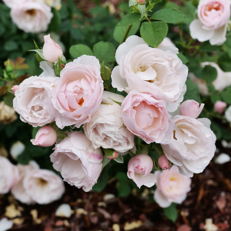 Flavorette Pear'd® Rose For Sale | Proven Winners – Great Garden