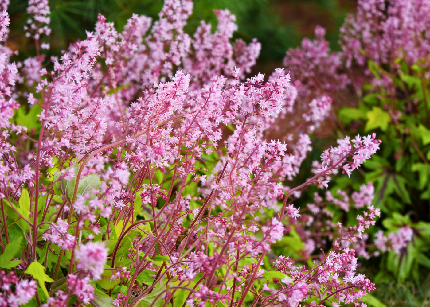 Bright pink foamy bell flowers with lime green foliage