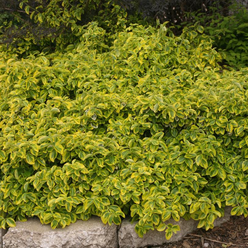 best fertilizer for euonymus plants Gold Splash Wintercreeper (Euonymus)