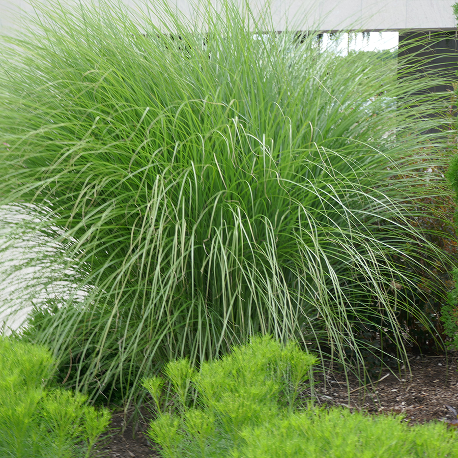 'Gracillimus' Maiden Grass