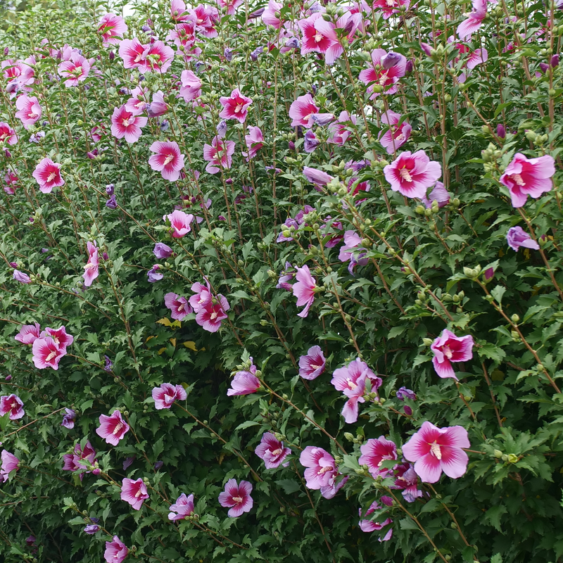 lavender rose of sharon tree Purple Pillar Rose of Sharon
