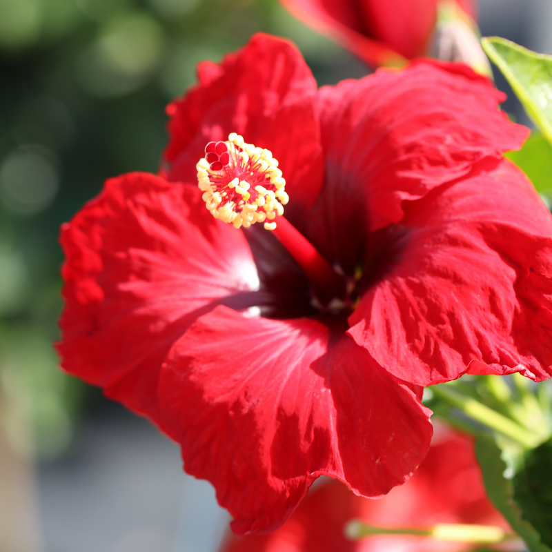 Hollywood Hibiscus Hot Shot Tropical Hibiscus