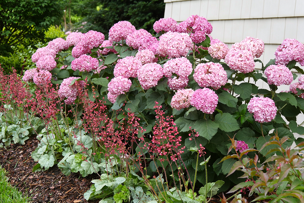 hydrangea and coral bells in the garden