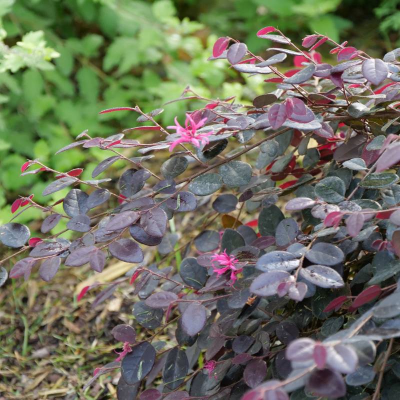 Jazz Hands Bold® Chinese Fringe-Flower | Proven Winners – Great