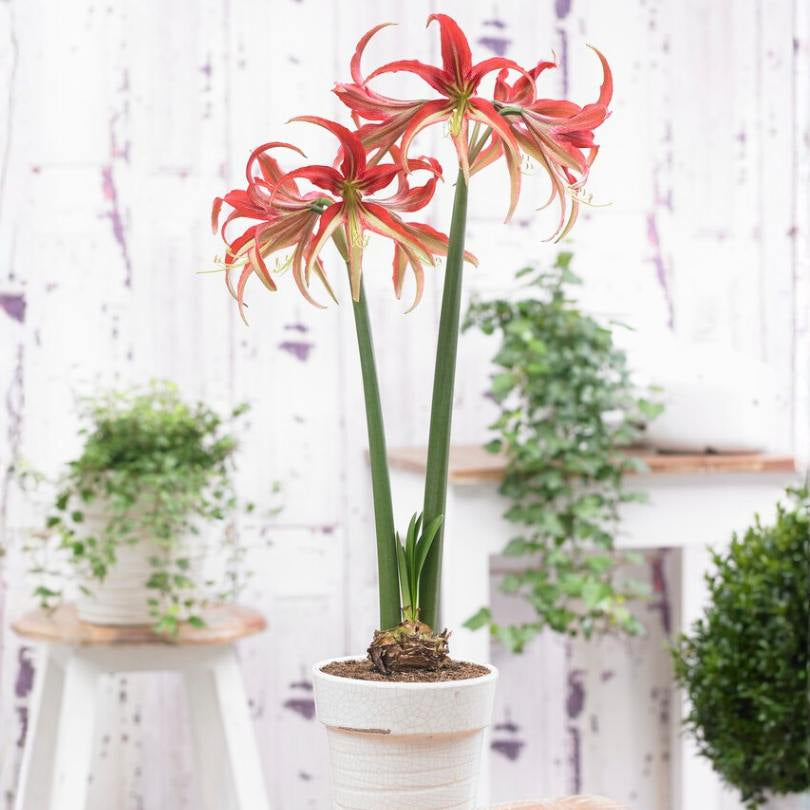 'La Paz' Amaryllis Bulb
