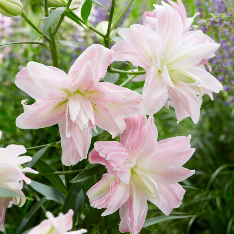 spring pink double asiatic lily 'Lotus Queen' Lily