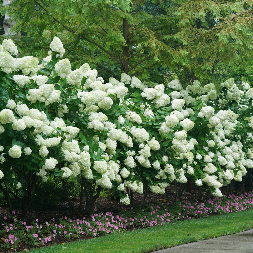 'Limelight' Panicle Hydrangea For Sale