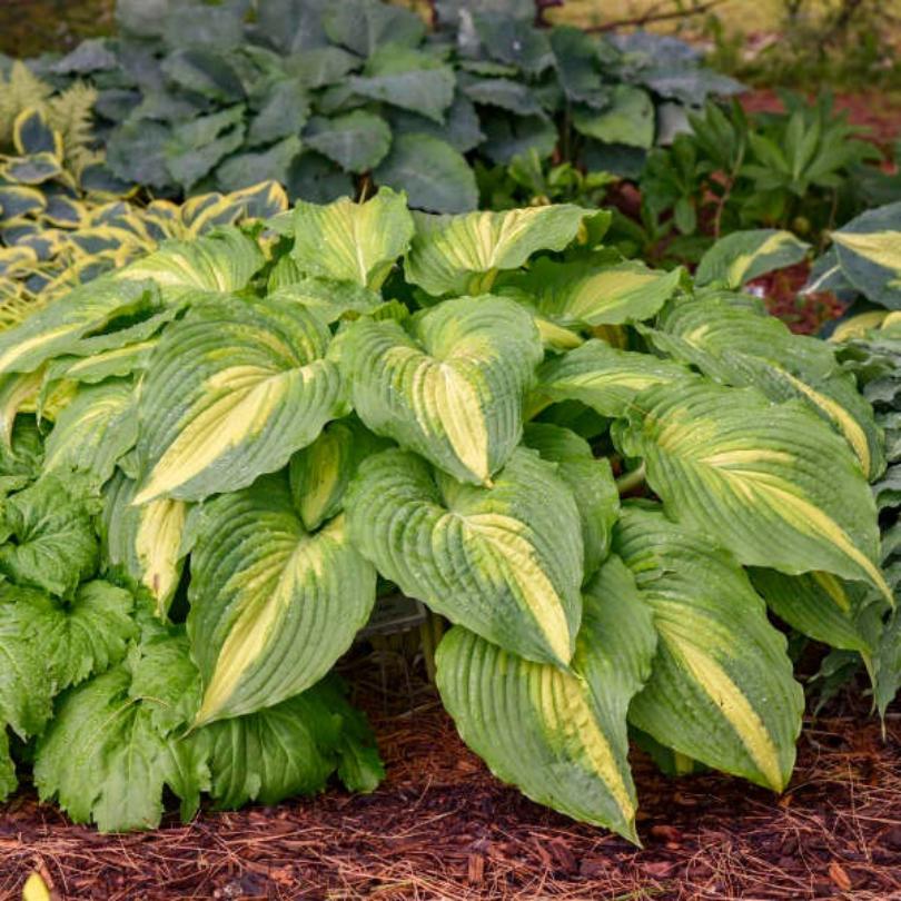 Shadowland 'Love Story' Hosta