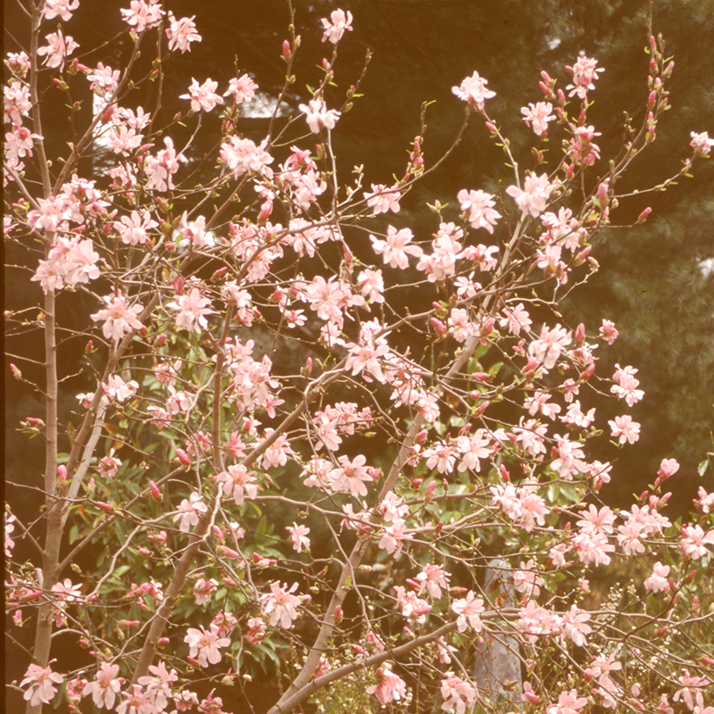 'Leonard Messel' Magnolia | Shrubs & Trees – Great Garden Plants