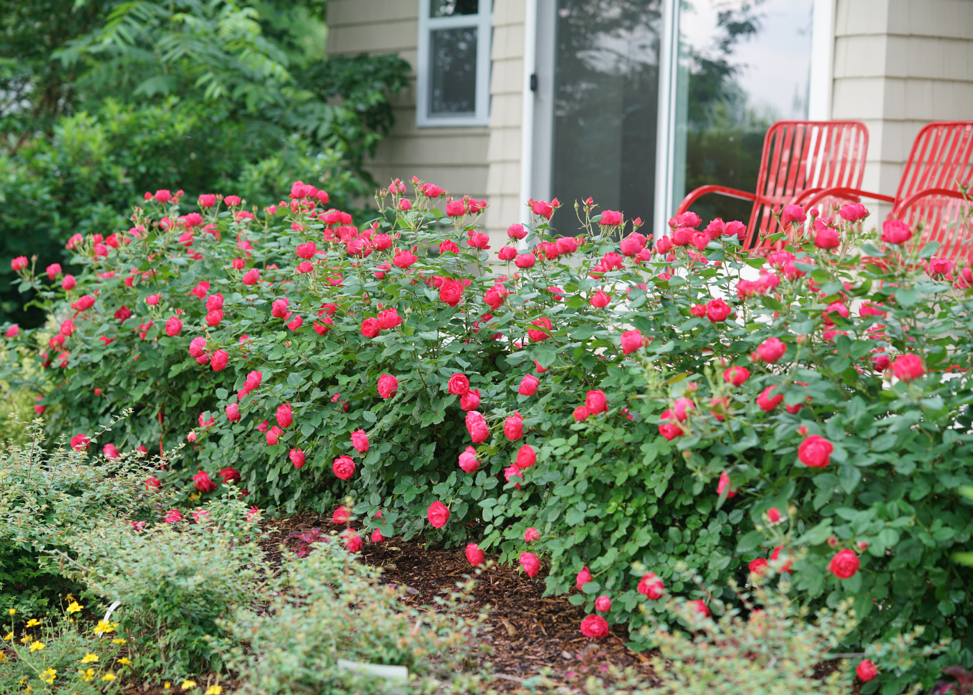 Bright red roses with red patio chairs in a summer garden
