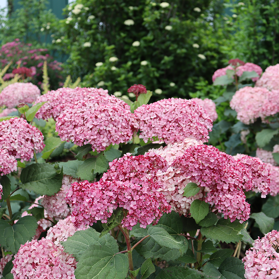 Invincibelle Mini Mauvette® Smooth Hydrangea | Proven Winners