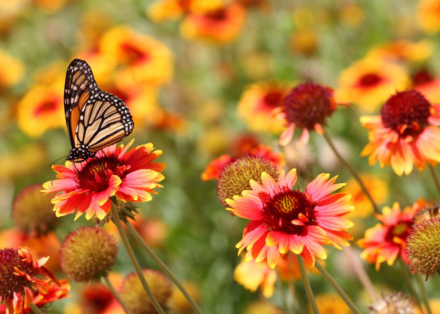 Monarch butterfly resting on vibrant red and yellow blanket flowers