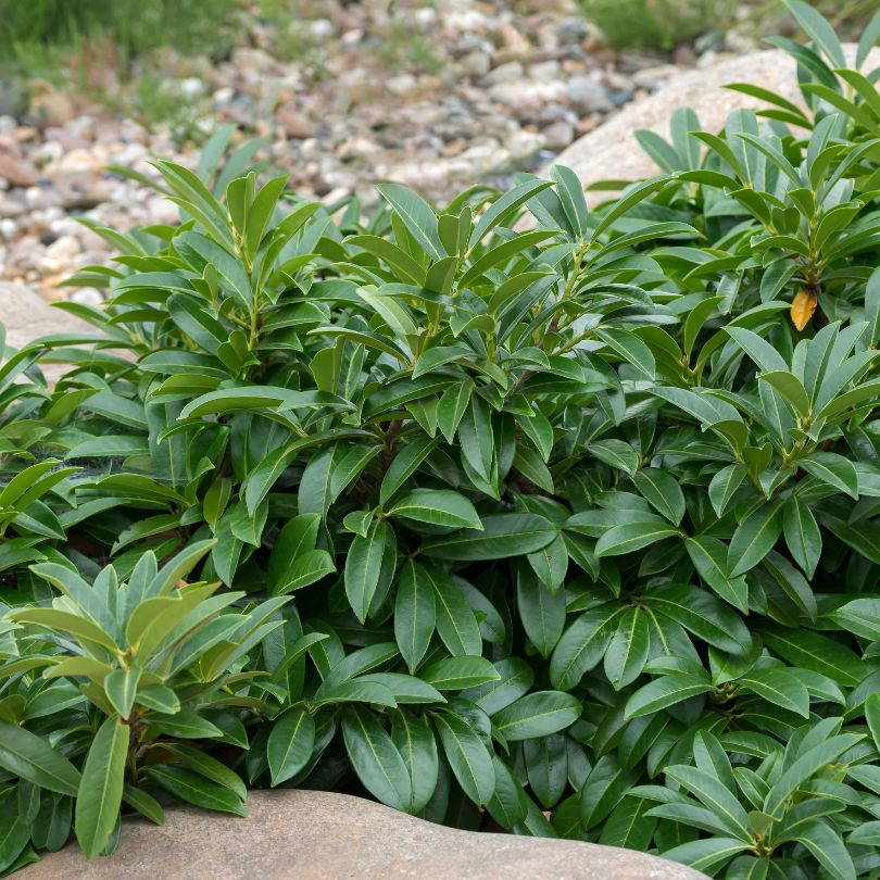 Mount Vernon English Laurel (Prunus)