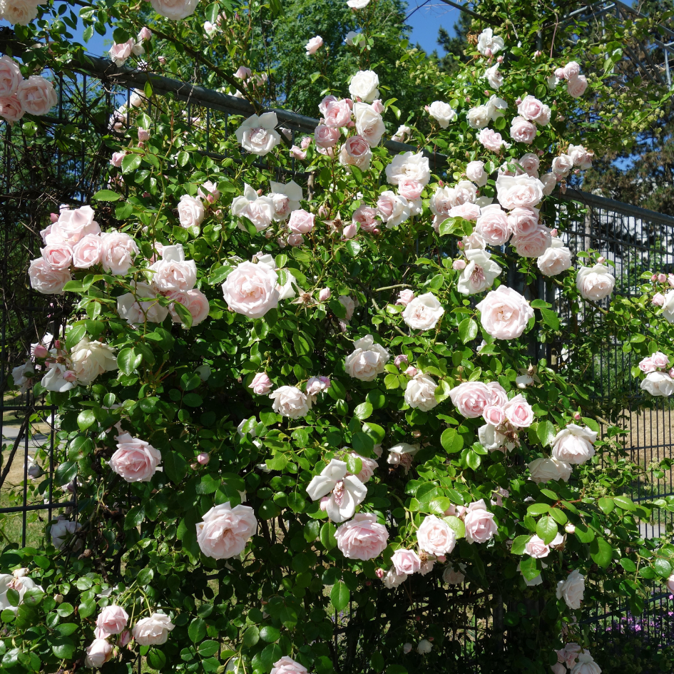 new dawn fertilizer plant 'New Dawn' Climbing Rose For Sale