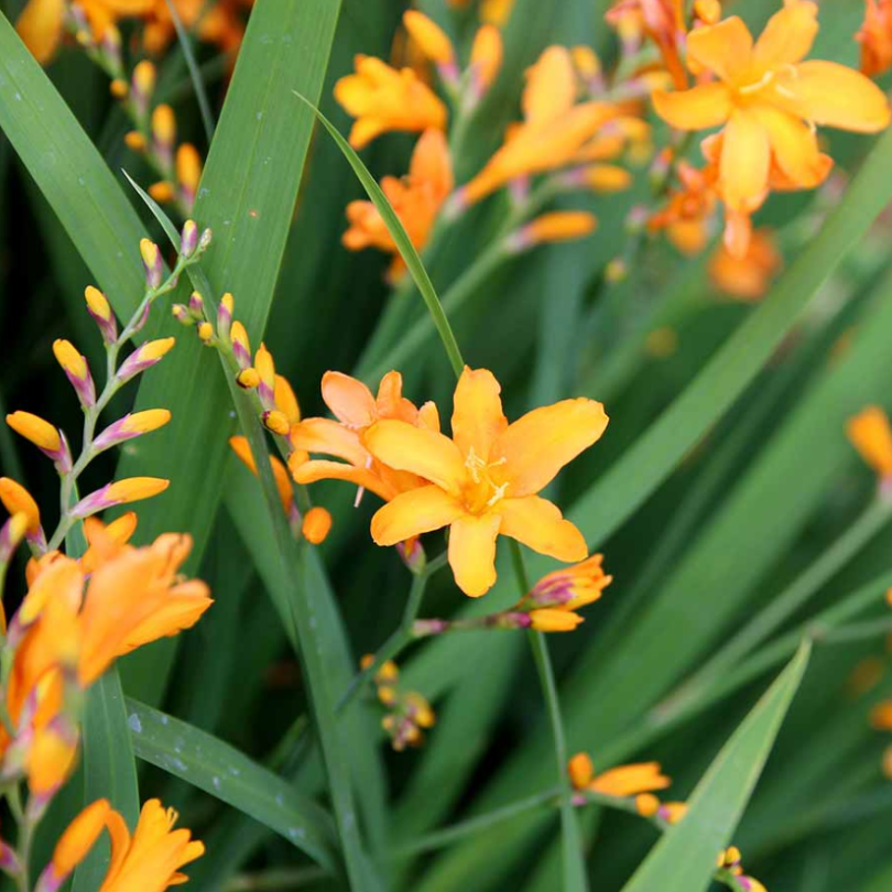 gold dust plant fertilizer Nova ‘Gold Dust' Montbretia (Crocosmia)