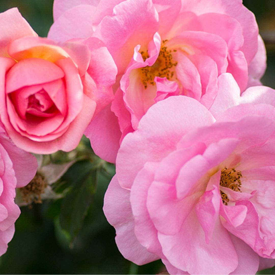 ♡Rose rose♡ Peachy Knock Out® Rose | Shrubs & Trees – Great Garden Plants