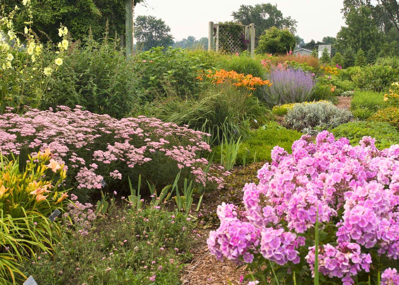 Perennial garden with pink phlox, yarrow, Russian sage and other lush green plants