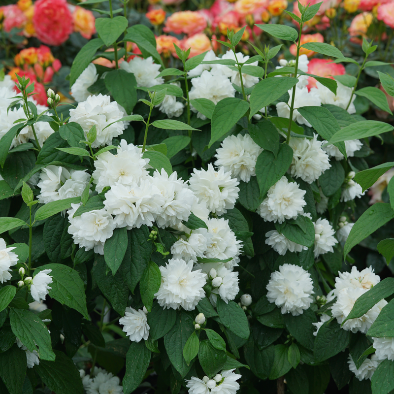 Illuminati Spice® Mock Orange For Sale Proven Winners Great Garden