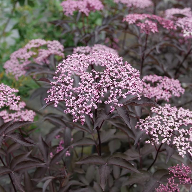 Pink Pony Elderberry (Sambucus)