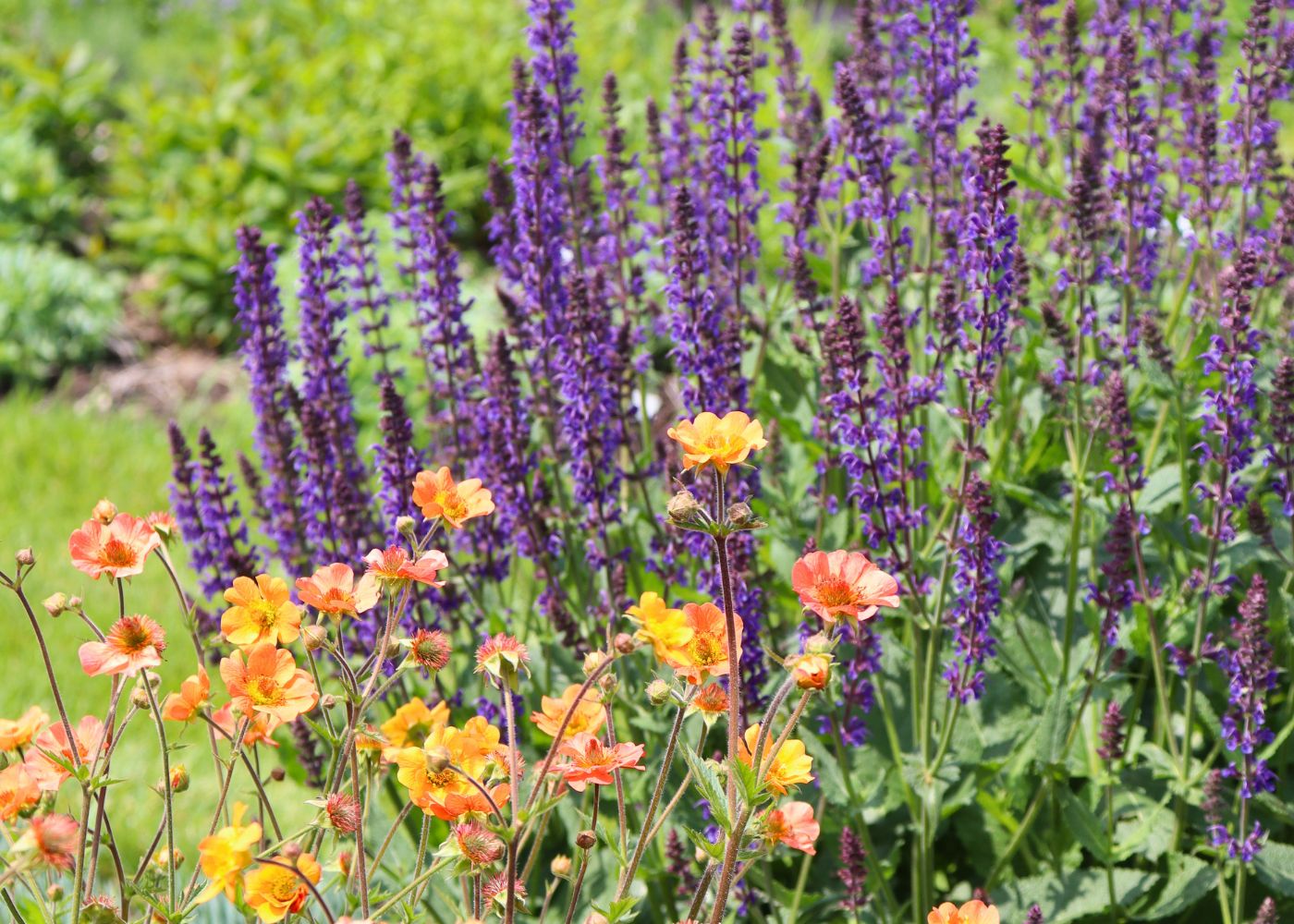Purple salvia with geum in a sun garden