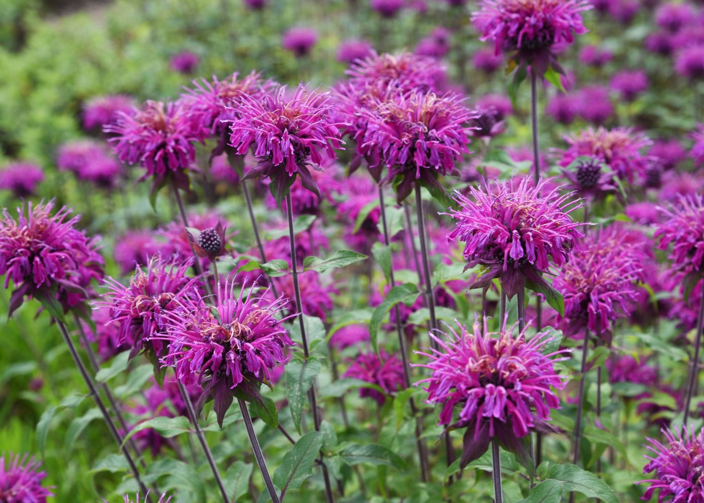 Meadow of purple bee balm (Monarda) flowers