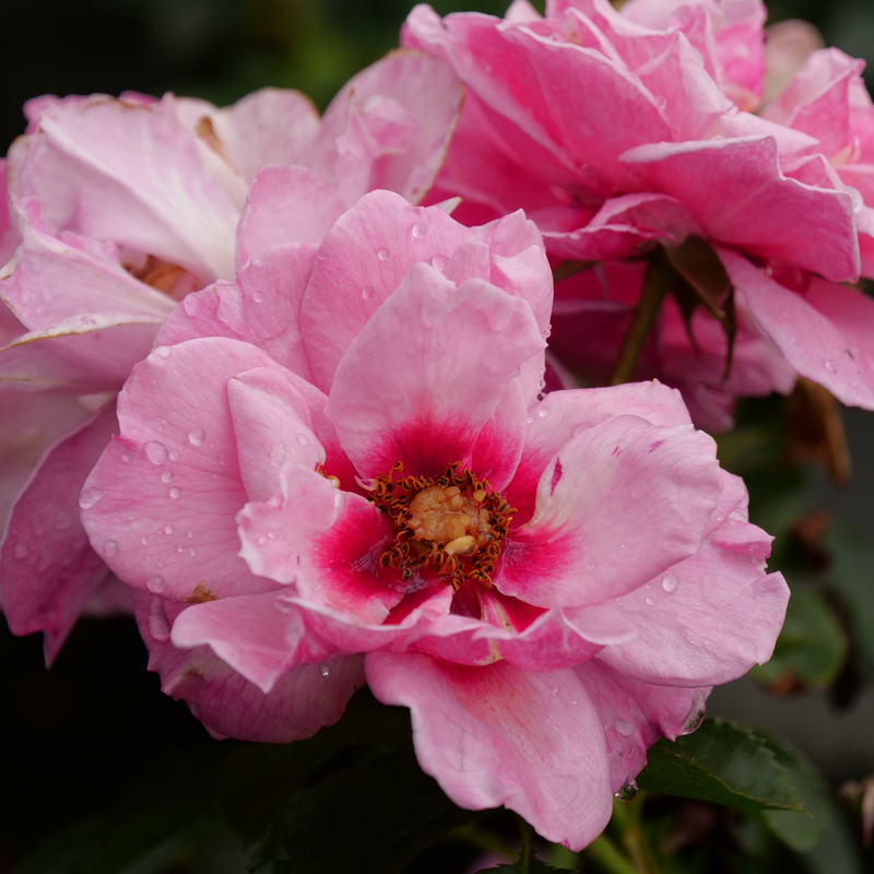 Ringo® Double Pink Rose For Sale | Proven Winners – Great Garden Ringo® Double Pink Rose For Sale | Proven Winners – Great Garden