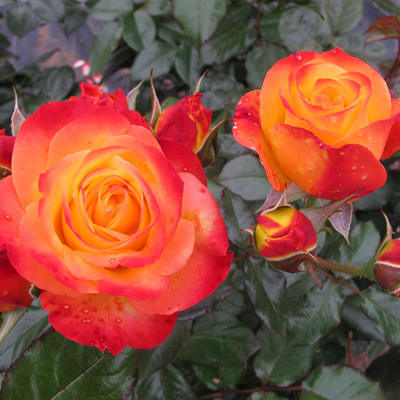 Oso Easy En Fuego® Rose For Sale Proven Winners Great Garden Plants