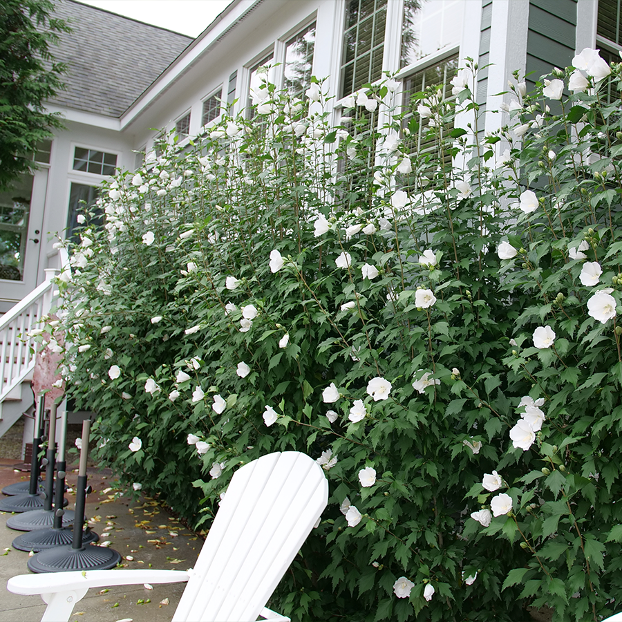 can you plant rose of sharon near house White Pillar® Rose of Sharon