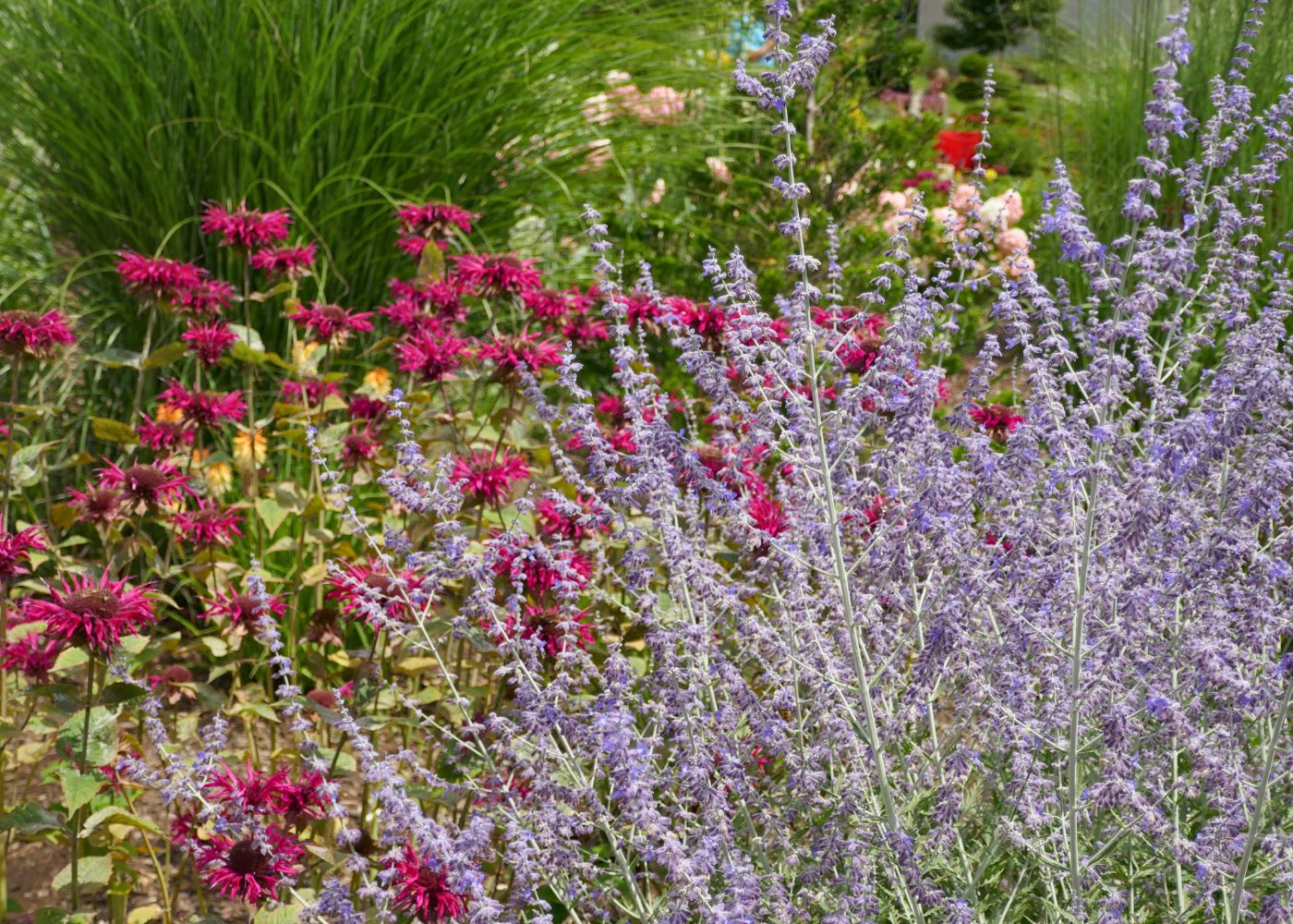 Russian sage planted with bee balm and ornamental grass