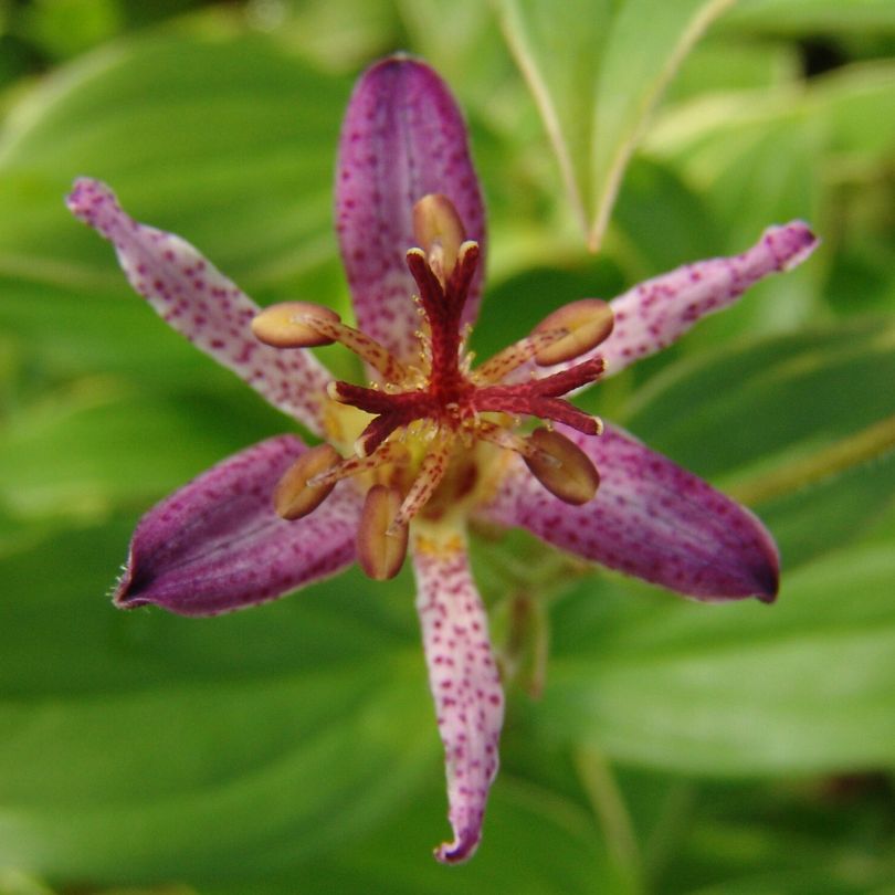 ground lily flower 'Samurai' Toad Lily (Tricyrtis)