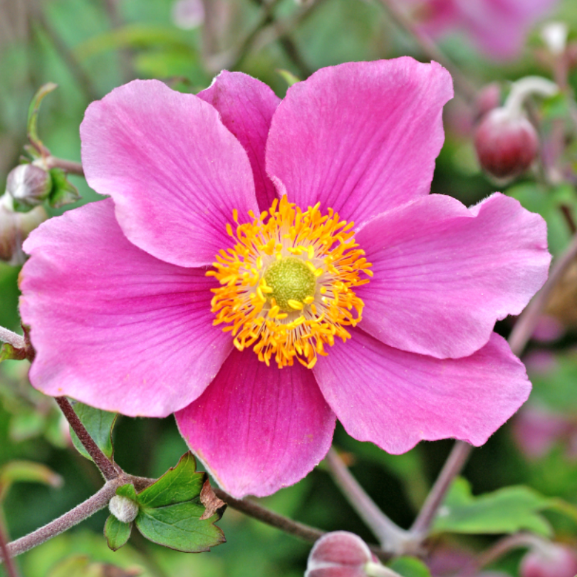 September Charm' Japanese Anemone | Perennials – Great Garden Plants