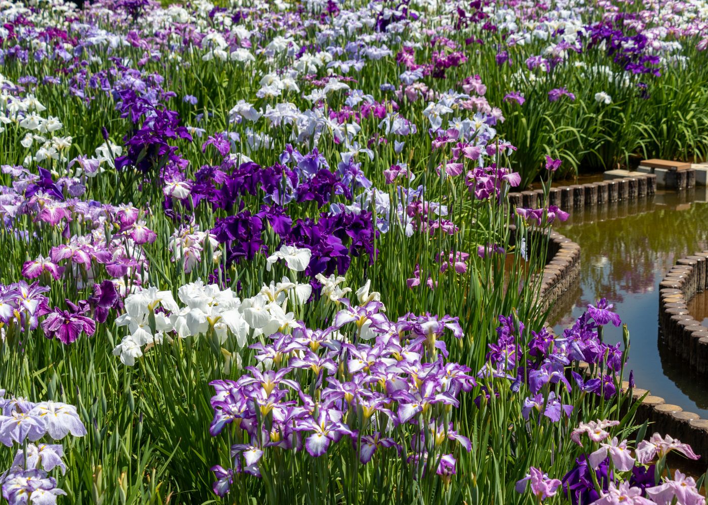 Colorful iris flowers by a pond in a garden setting