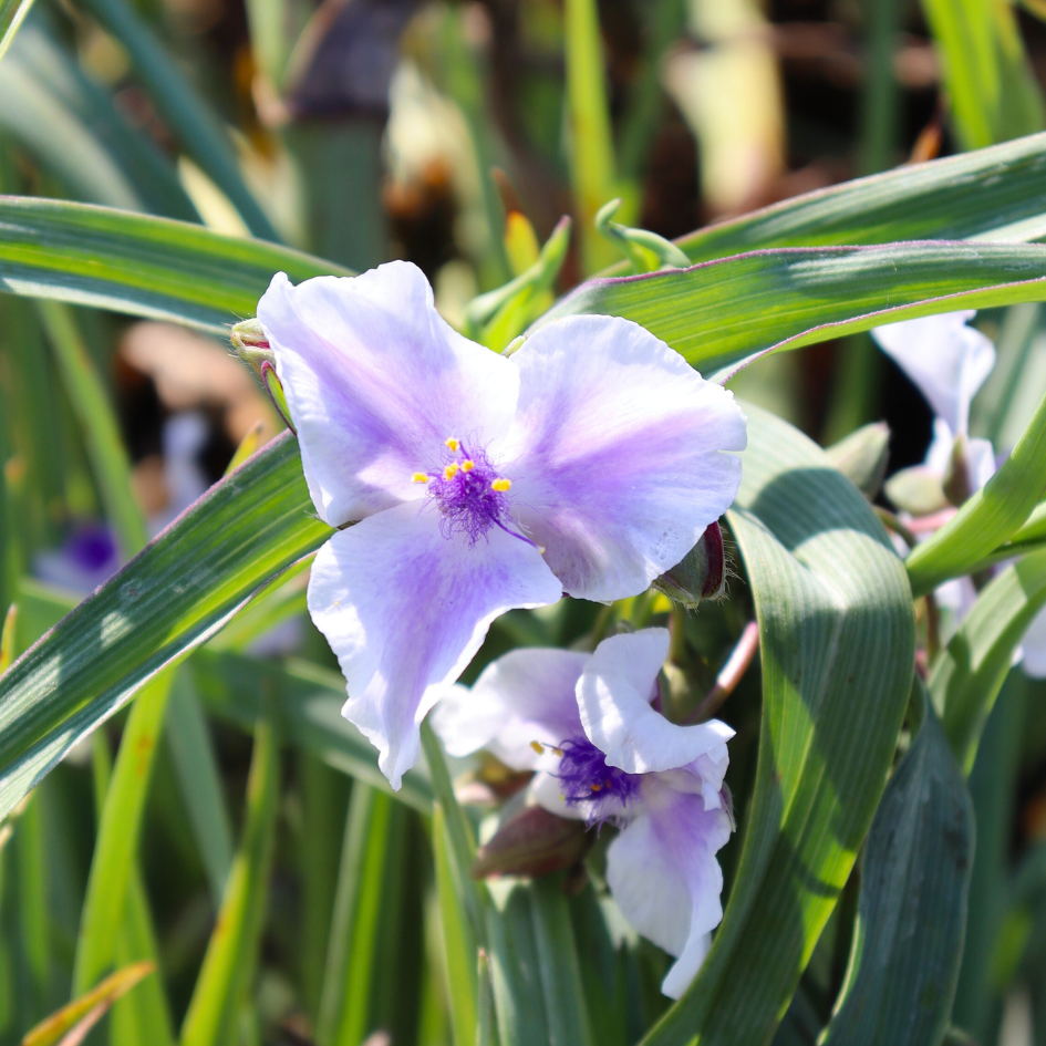Webmaster' Spiderwort | Proven Winners – Great Garden Plants